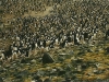 thousands-of-penquins